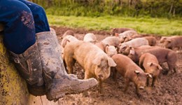 Outdoor pig farmer survey 